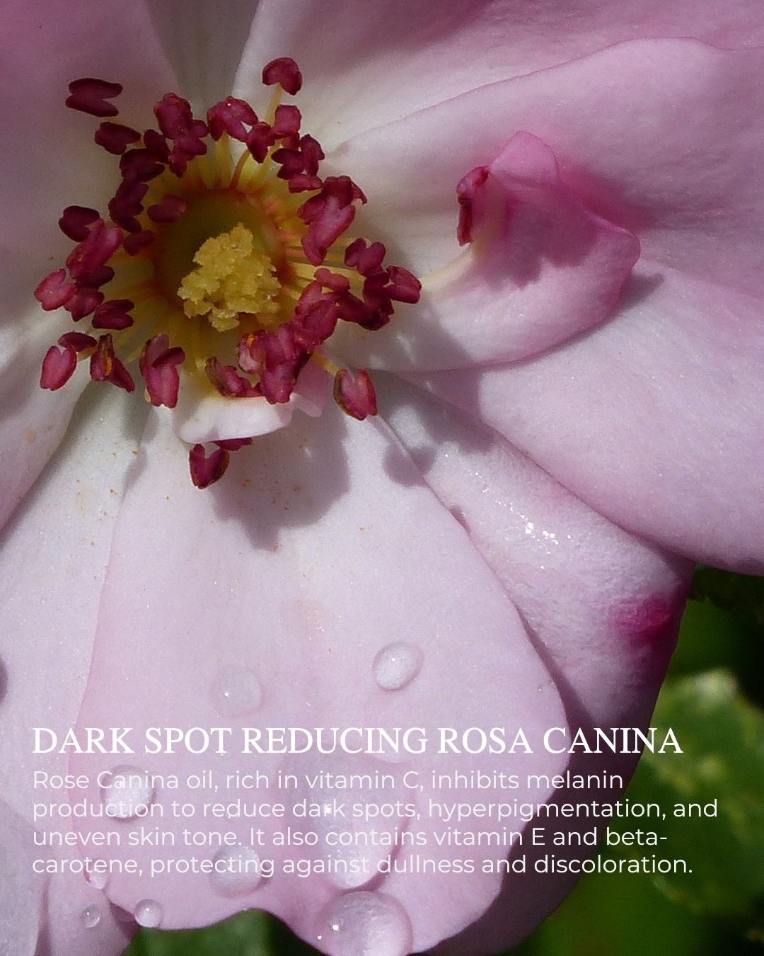 BRIGHT COMPLEXION™ - Ultra Rich Radiance Serum