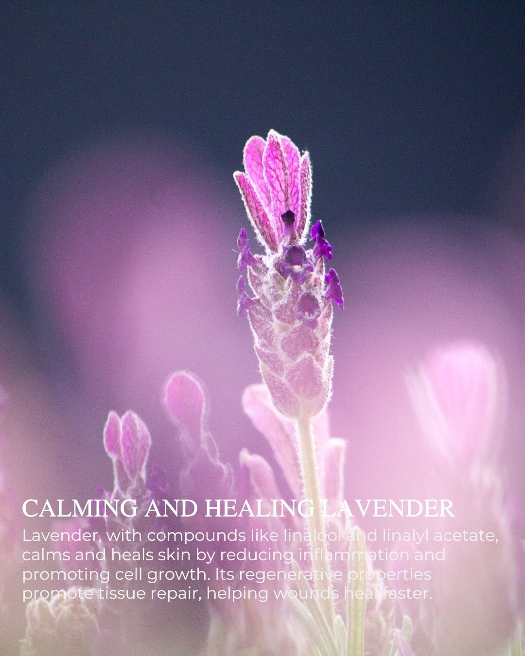 SOFT COMPLEXION™ - Ultimate Recovering Night Cream