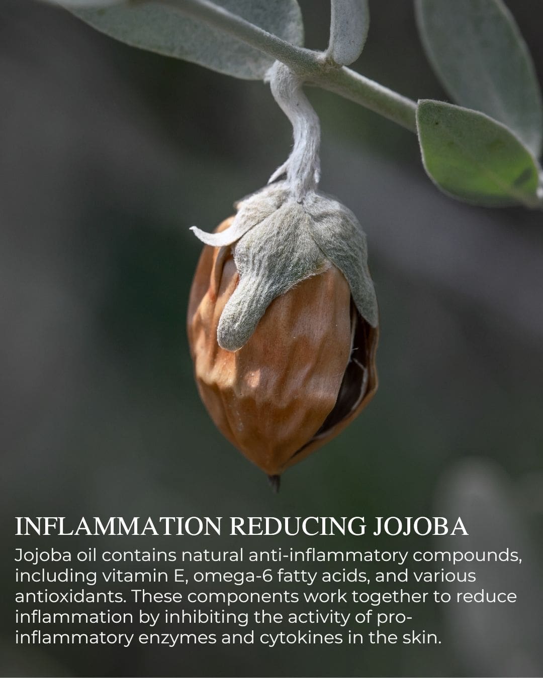 SOFT COMPLEXION™ - Ultimate Recovering Night Cream