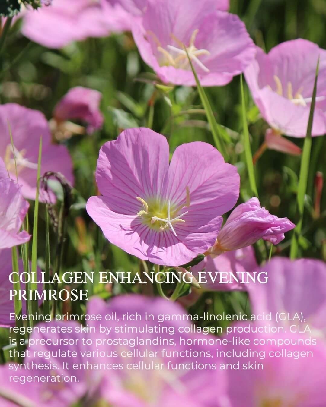 PURE CELL PROTECTION™ - Youth Preserving Night Serum