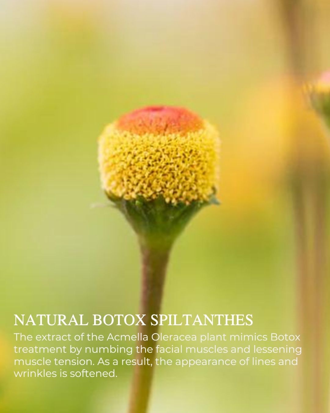 INSTANT PLUMP™ - Moisture Replenishing Hydrating Serum