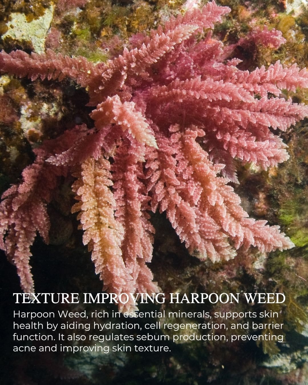 INSTANT PLUMP™ - Moisture Replenishing Hydrating Serum