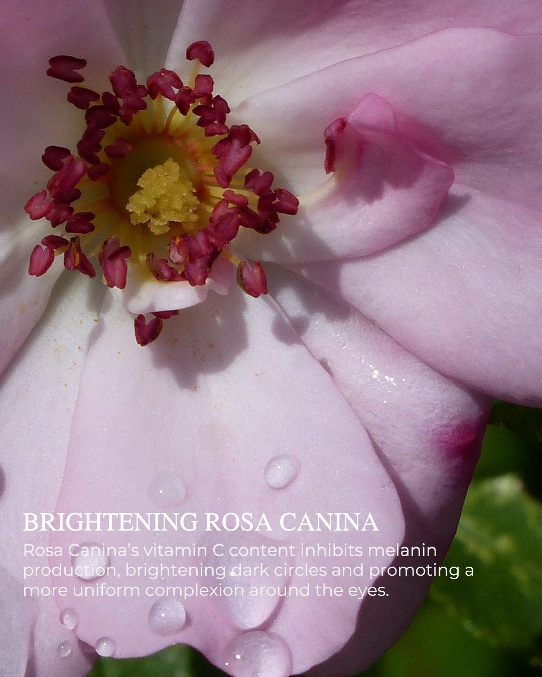 EYE LIFT™ - Firming and Smoothing Eye Cream