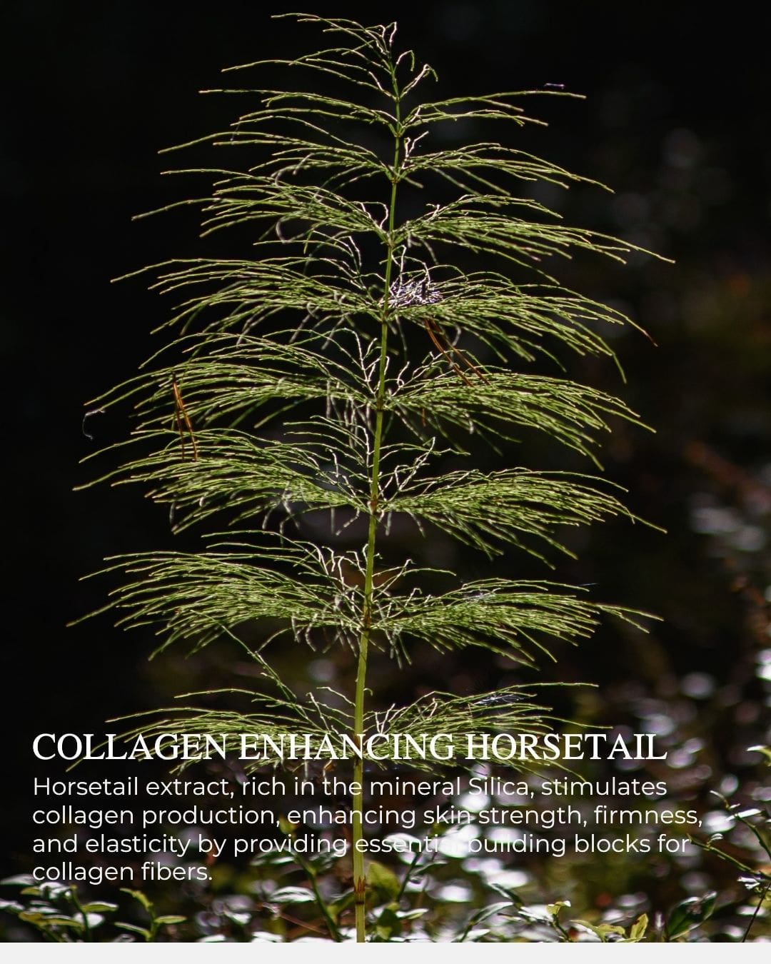 CRÈME DÉFENSE™ - Age Protective Day Cream + UV-A