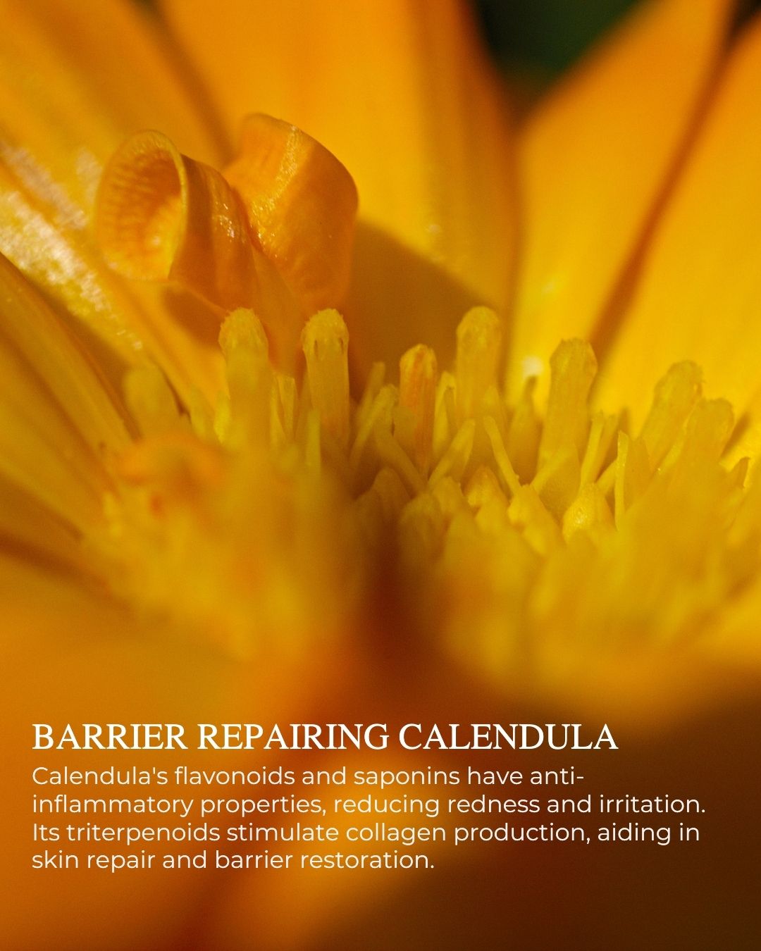 CRÈME VITALE™ - Ultimate Revitalizing Day Cream